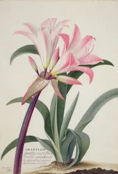 Amaryllis Belladonna, 1761 (wc, kvaš a grafit na pergamenu)